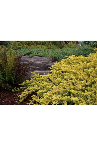 Ялівець береговий Олл Голд