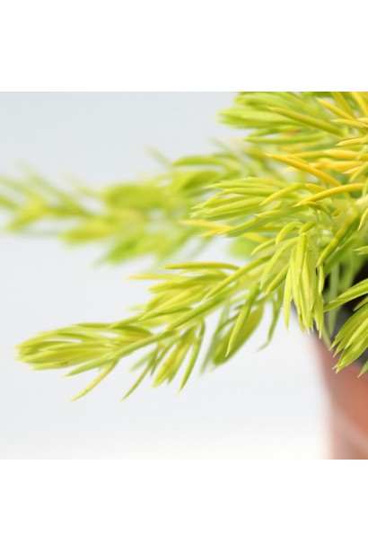 Золотиста тонка хвоя ялівцю Allgold 