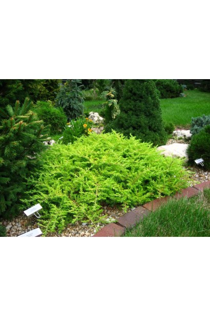 Ялівець береговий Олл Голд в ландшафті