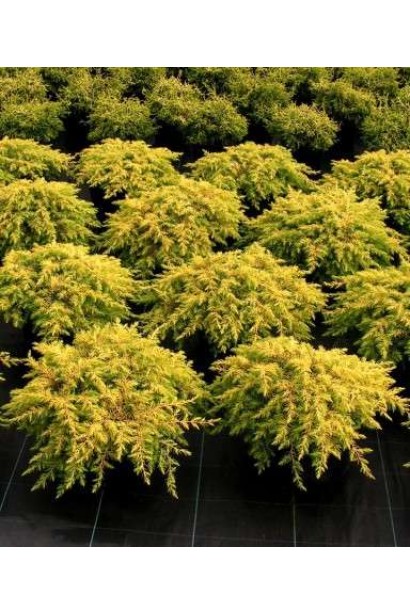 Ялівець золотистий Олл Голд