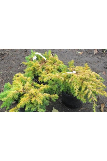Саджанці ялівцю Ол Голд