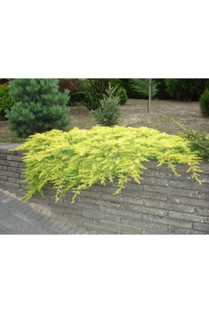 Ялівець сланкий Олл Голд