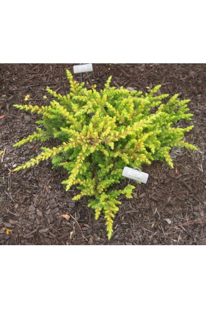 Ялівець береговий Олл Голд - компактний кущ з хаотично розгалуженими гілками