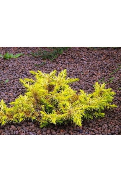 Ялівець жовтий Олл Голд