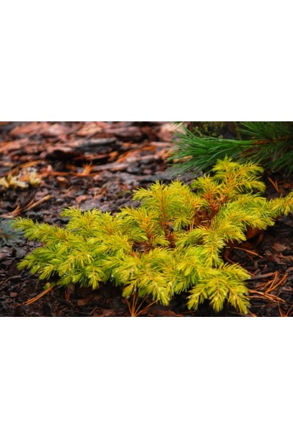 Ялівець береговий Олл Голд - жовто-зелена хвоя