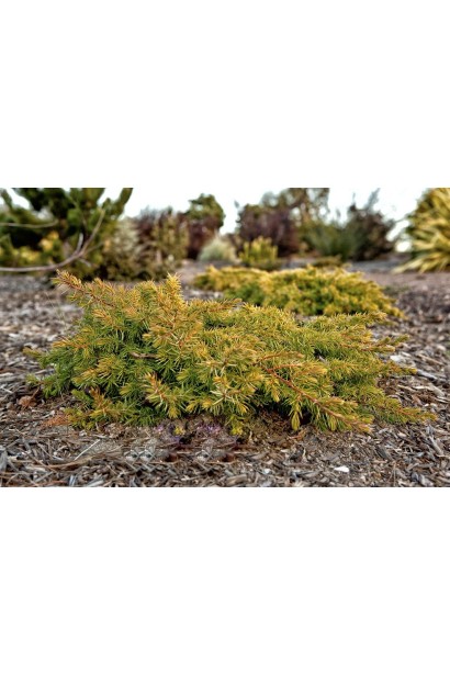 Juniperus conferta Allgold / All Gold