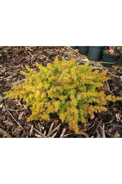 Яловець All Gold восени