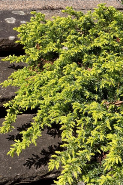 Ялівець береговий Allgold 