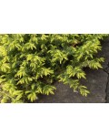 Можжевельник прибрежный Олл Голд | Ялівець береговий Олл Голд | Juniperus conferta Allgold / All Gold