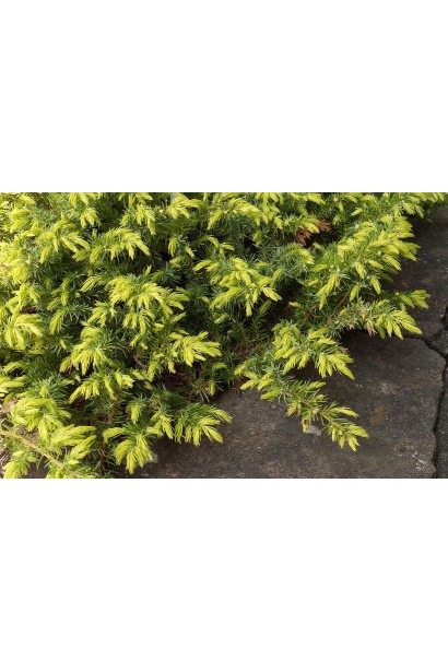 Ялівець береговий Олл Голд - золотисто-жовтий молодий приріст
