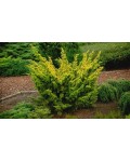 Можжевельник китайский Плюмоза Аурея/Ауреа | Ялівець китайський Плюмоза Аурея/Ауреа | Juniperus chinensis Plumosa Aurea