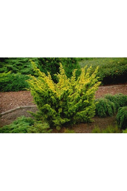 Ялівець китайський Плюмоза Ауреа