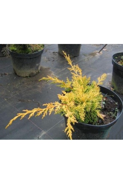 Ялівець Plumosa Aurea