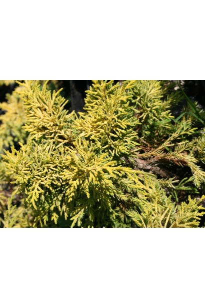 Золотистий колір хвої ялівцю Plumosa Aurea