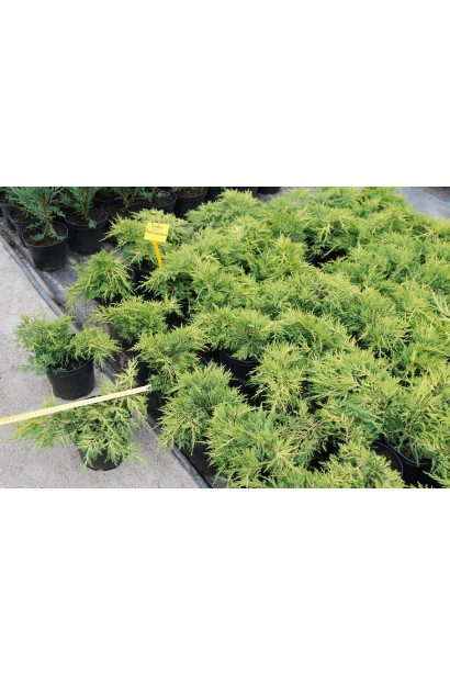 Ялівець китайський Плюмоза Ауреа саджанці в садовому центрі