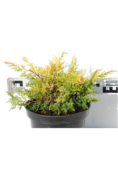 Ялівець Плюмоза Ауреа саджанець в горщику 3 л, діаметр крони 20-30 см