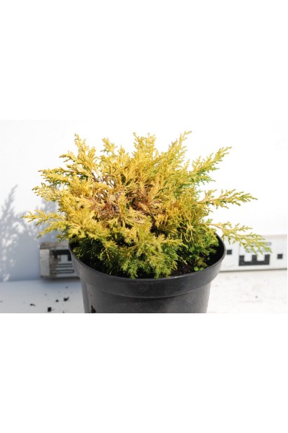 Ялівець жовтий Плюмоза Ауреа саджанець