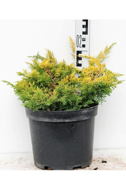 Ялівець китайський Плюмоза Ауреа в горщику 3 л, висота 15-20 см