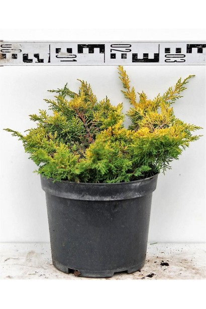 Ялівець  Плюмоза Ауреа - діамерт крони 30-35 см