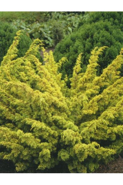 Ялівець жовтий Плюмоза Ауреа