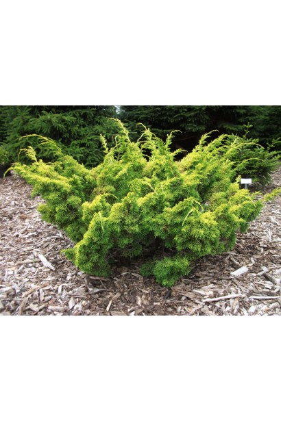Ялівець китайський Плюмоза Ауреа - карликовий хвойний кущ з розлогими пагонами