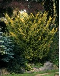 Ялівець китайський Плюмоза Аурея/Ауреа | Можжевельник китайский Плюмоза Аурея/Ауреа | Juniperus chinensis Plumosa Aurea