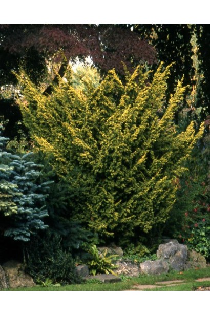 Ялівець китайський Плюмоза Ауреа в ландшафті