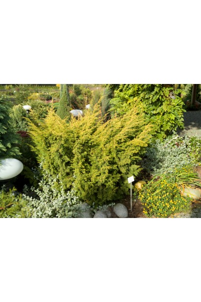 Ялівець Плюмоза Ауреа жовтий сорт 