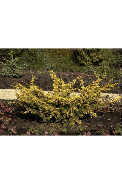 Ялівець китайський Плюмоза Ауреа з розлогими гілками