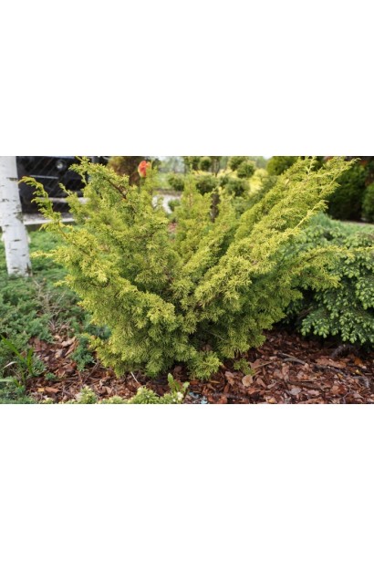 Juniperus chinensis Plumosa Aurea