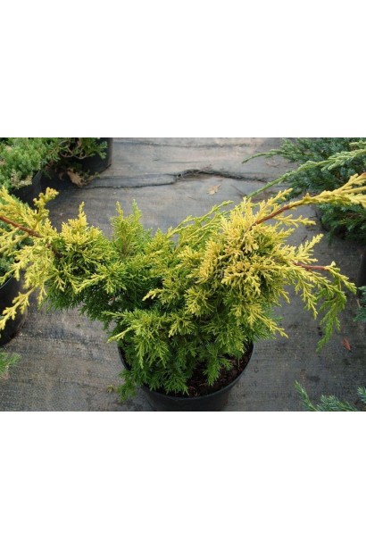 Ялівець китайський Plumosa Aurea