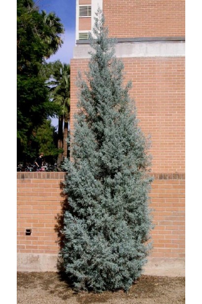 Можжевельник скальный Блю Хевен