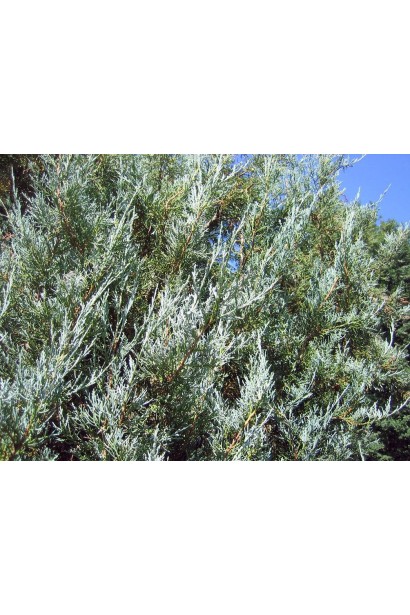 Яркая серебристо-голубая хвоя Можжевельника Блю Хэвен