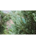 Можжевельник скальный Блю Хевен | Ялівець скельний Блю Хевен | Juniperus scopulorum Blue Heaven