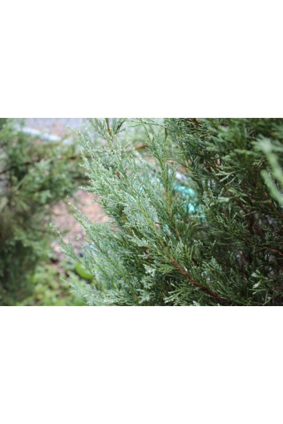 Можжевельник Blue Heaven - чешуйчатая голубая хвоя