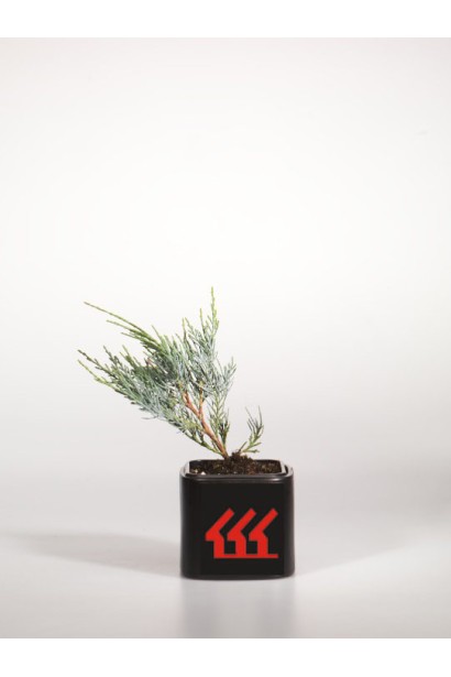 Можжевельник Blue Heaven контейнер Р9