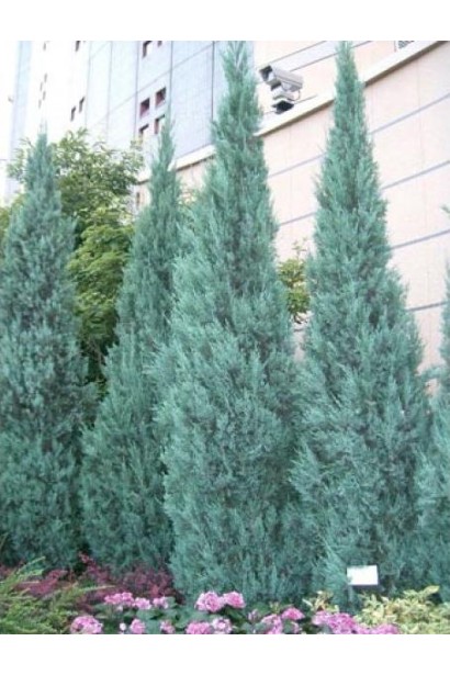 Можжевельник Блю Хэвен - коническое хвойное дерево