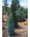 Можжевельник скальный Блю Хевен | Ялівець скельний Блю Хевен | Juniperus scopulorum Blue Heaven