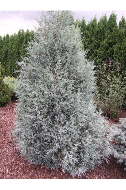 Juniperus scopulorum Blue Heaven