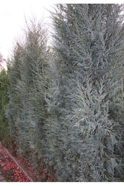 Можжевельник скальный Blue Heaven