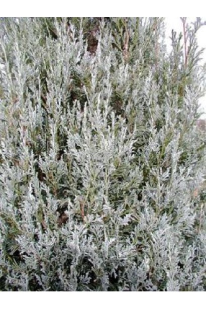 Можжевельник Блу Хэвен