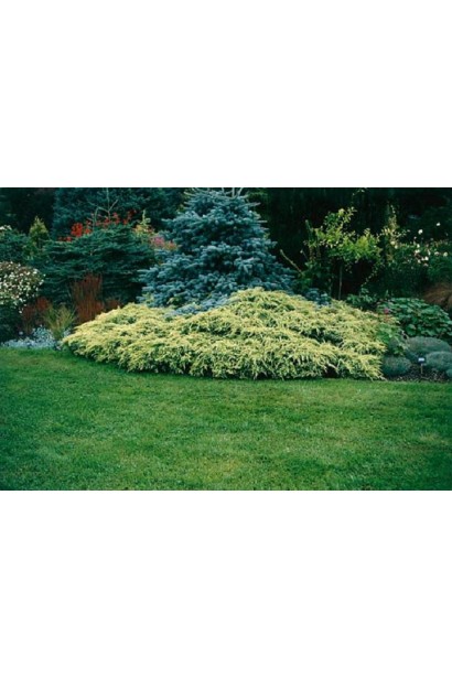 Можжевельник чешуйчатый Дрим Джой в ландшафте