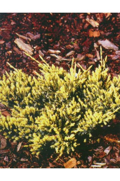 Juniperus squamata Dream Joy