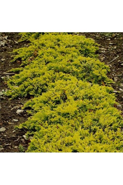 Можжевельник чешуйчатый Дрим Джой - хвоя зелено–синего цвета