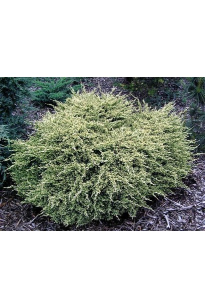 Можжевельник чешуйчатый Дрим Джойс приплющенной подушковидной формой