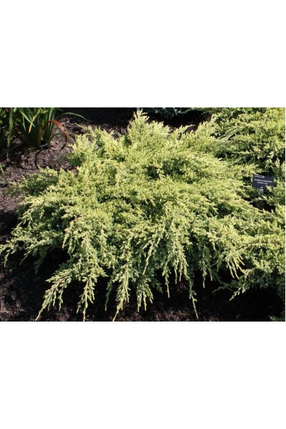 Juniperus squamata Dream Joy