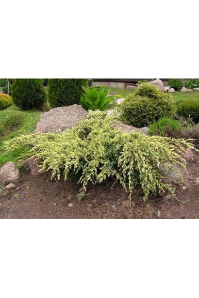 Можжевельник чешуйчатый Дрим Джой