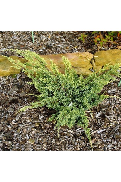 Можжевельник чешуйчатый Дрим Джой в ландшафте