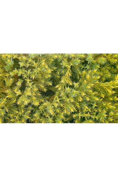 Можжевельник чешуйчатый Дрим Джой