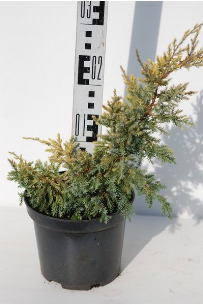 Можжевельник чешуйчатый Дрим Джой